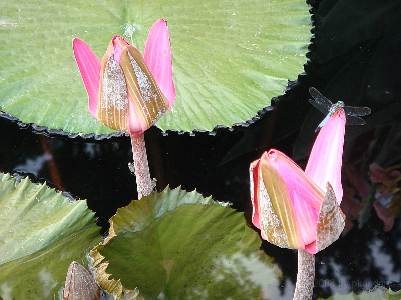 264 Longwood Gardens [2008 August 23].JPG - Longwood Gardens in Pennsylvania
